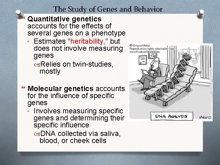 The Study of Genes and Behavior Quantitative genetics accounts for the effects of several