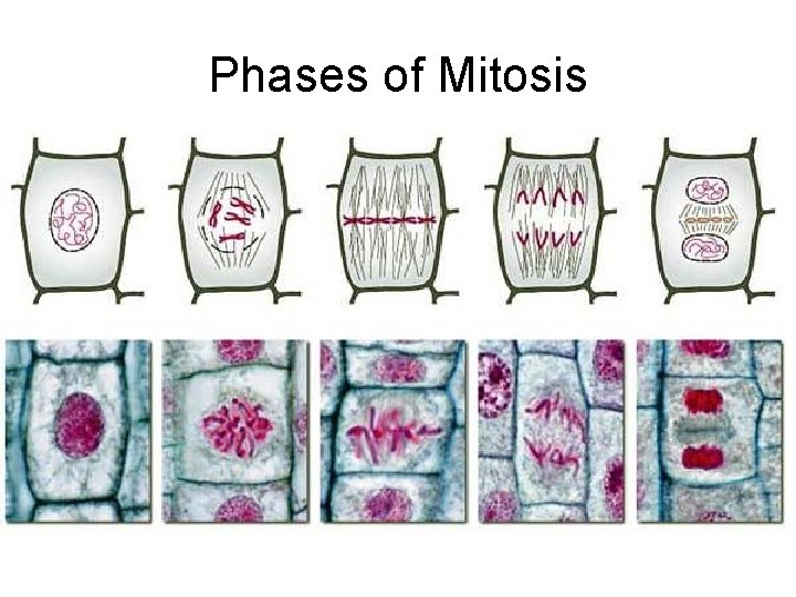 Phases of Mitosis 