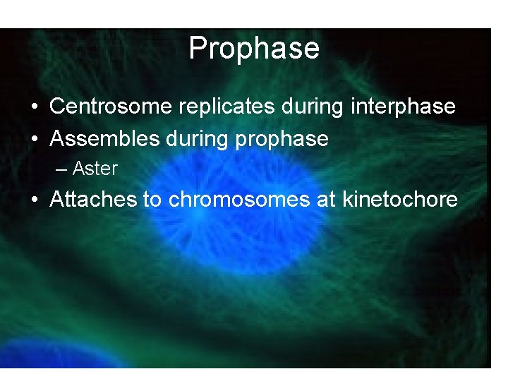 Prophase • Centrosome replicates during interphase • Assembles during prophase – Aster • Attaches