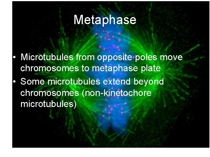 Metaphase • Microtubules from opposite poles move chromosomes to metaphase plate • Some microtubules