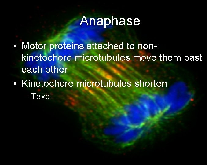 Anaphase • Motor proteins attached to nonkinetochore microtubules move them past each other •
