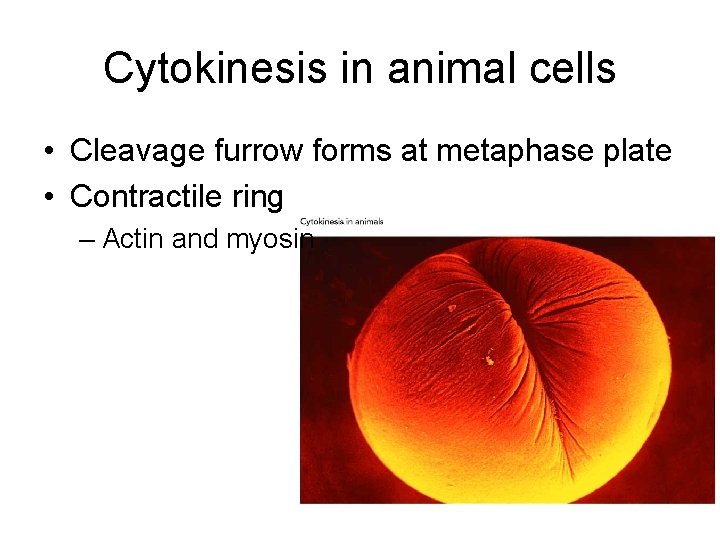 Cytokinesis in animal cells • Cleavage furrow forms at metaphase plate • Contractile ring