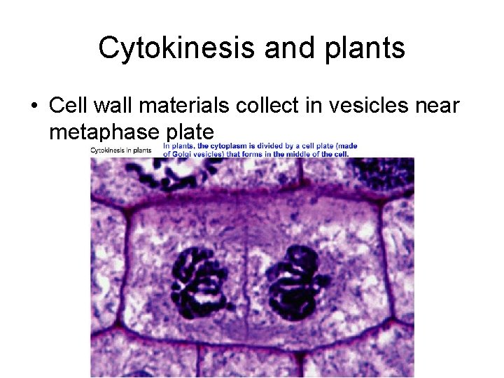 Cytokinesis and plants • Cell wall materials collect in vesicles near metaphase plate 
