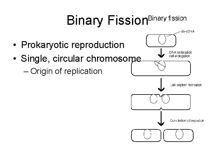 Binary Fission • Prokaryotic reproduction • Single, circular chromosome – Origin of replication 