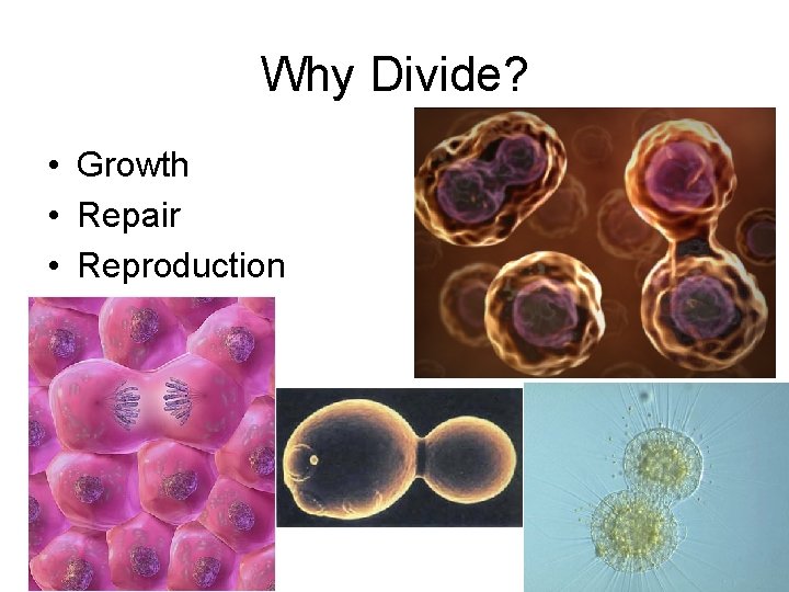 Why Divide? • Growth • Repair • Reproduction 