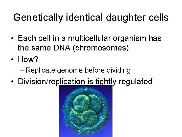 Genetically identical daughter cells • Each cell in a multicellular organism has the same