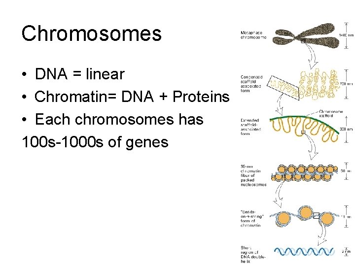 Chromosomes • DNA = linear • Chromatin= DNA + Proteins • Each chromosomes has