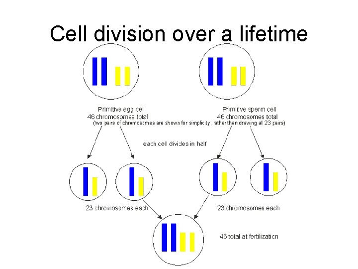 Cell division over a lifetime 