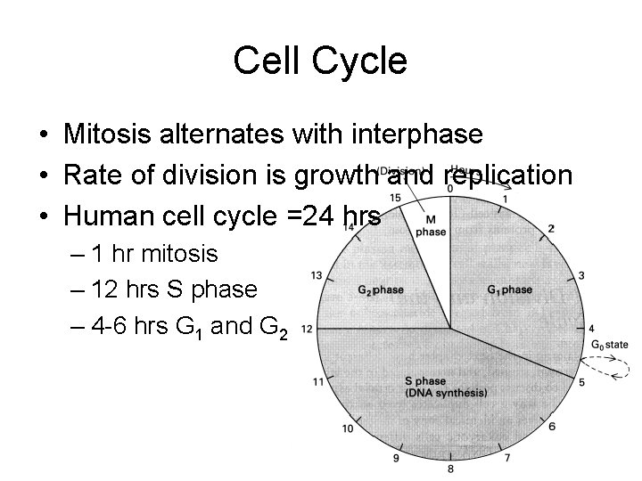 Cell Cycle • Mitosis alternates with interphase • Rate of division is growth and