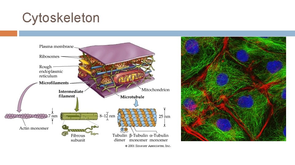 Cytoskeleton 