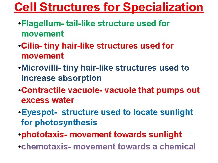 Cell Structures for Specialization • Flagellum- tail-like structure used for movement • Cilia- tiny