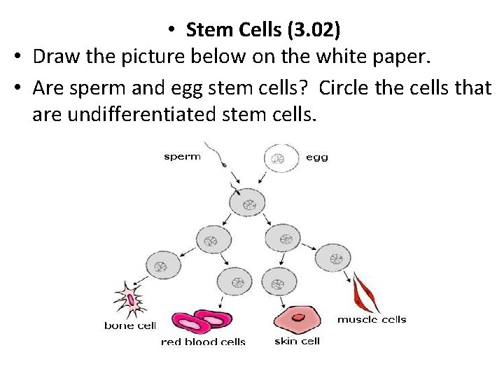  • Stem Cells (3. 02) • Draw the picture below on the white