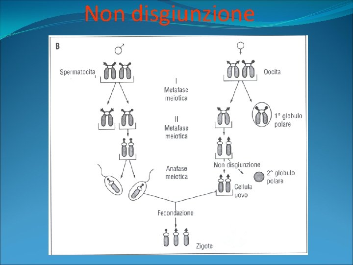 Non disgiunzione 