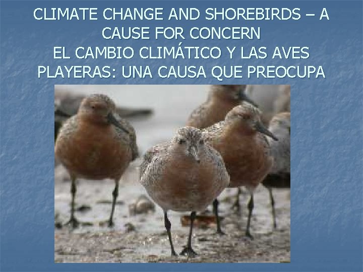 CLIMATE CHANGE AND SHOREBIRDS – A CAUSE FOR CONCERN EL CAMBIO CLIMÁTICO Y LAS