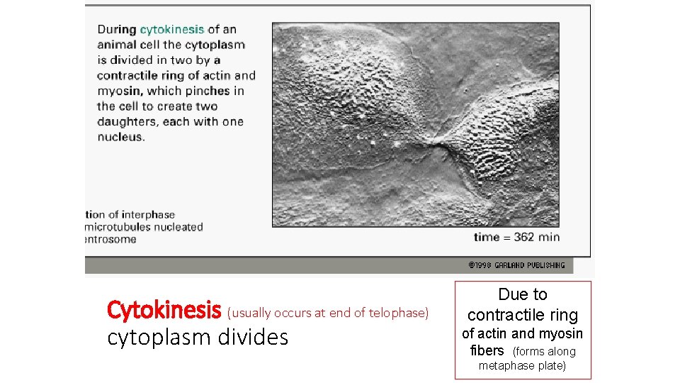 Cytokinesis (usually occurs at end of telophase) cytoplasm divides Due to contractile ring of