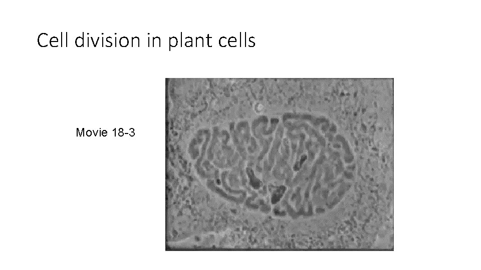 Cell division in plant cells Movie 18 -3 
