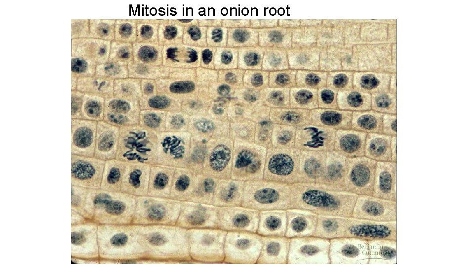 Mitosis in an onion root 