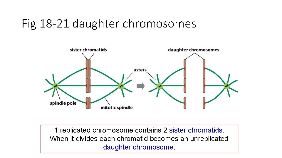 Fig 18 -21 daughter chromosomes 1 replicated chromosome contains 2 sister chromatids. When it