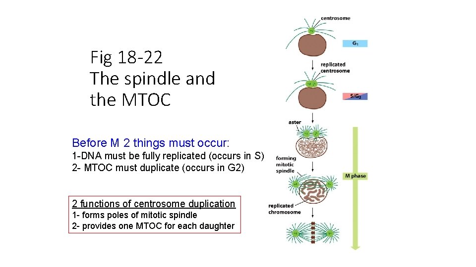 Fig 18 -22 The spindle and the MTOC Before M 2 things must occur:
