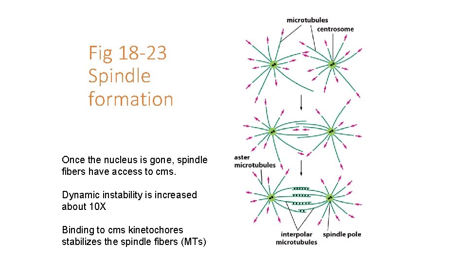 Fig 18 -23 Spindle formation Once the nucleus is gone, spindle fibers have access