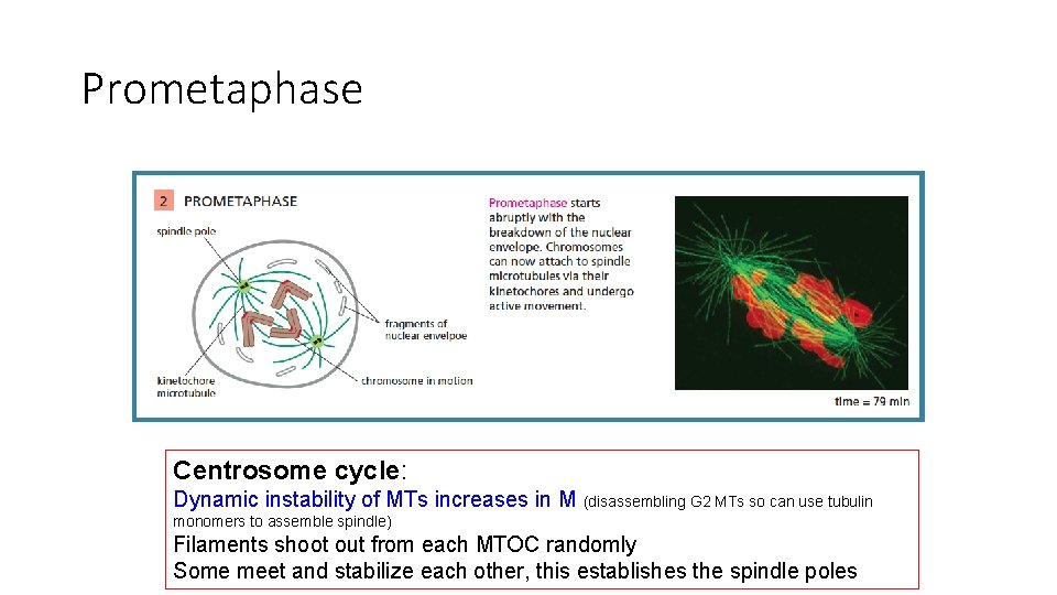 Prometaphase Centrosome cycle: Dynamic instability of MTs increases in M (disassembling G 2 MTs