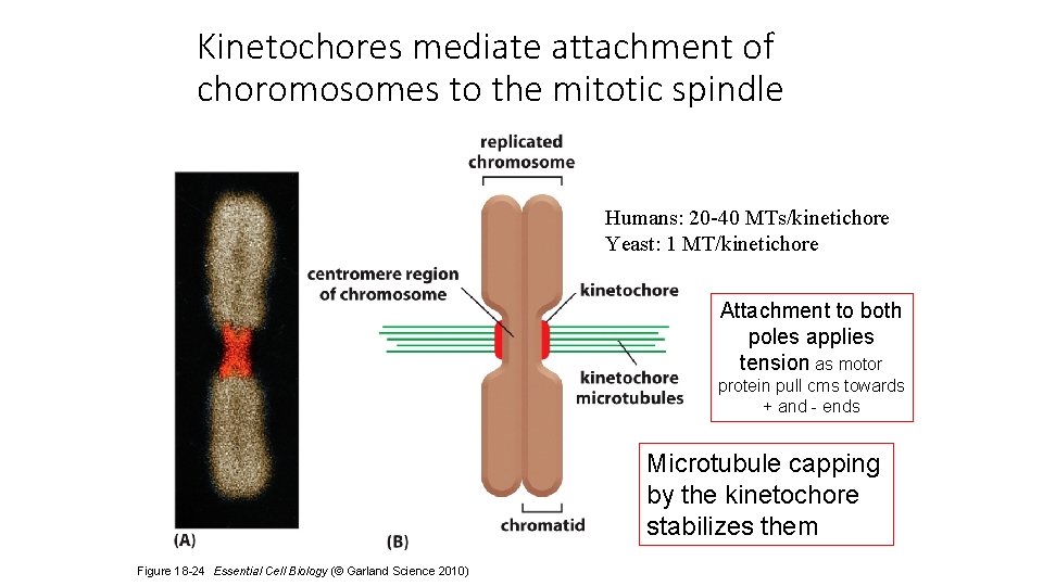 Kinetochores mediate attachment of choromosomes to the mitotic spindle Humans: 20 -40 MTs/kinetichore Yeast: