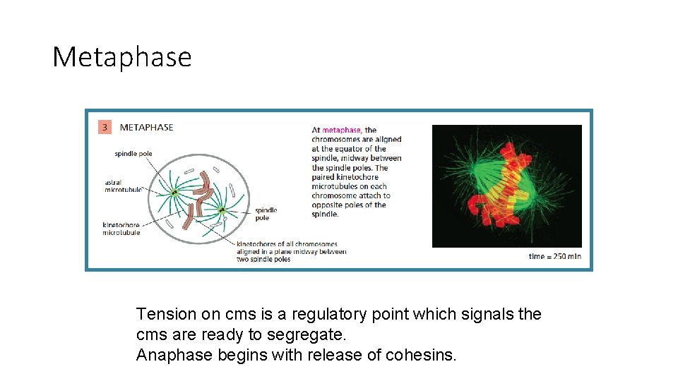 Metaphase Tension on cms is a regulatory point which signals the cms are ready