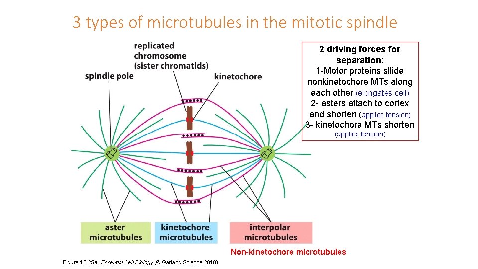3 types of microtubules in the mitotic spindle 2 driving forces for separation: 1