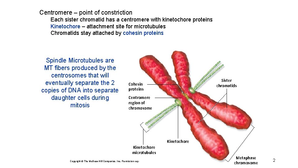 Centromere – point of constriction Each sister chromatid has a centromere with kinetochore proteins