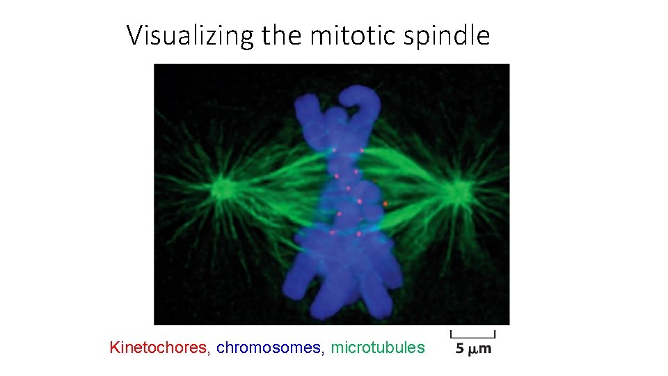 Visualizing the mitotic spindle Kinetochores, chromosomes, microtubules 