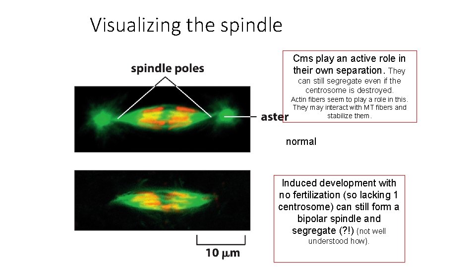 Visualizing the spindle Cms play an active role in their own separation. They can