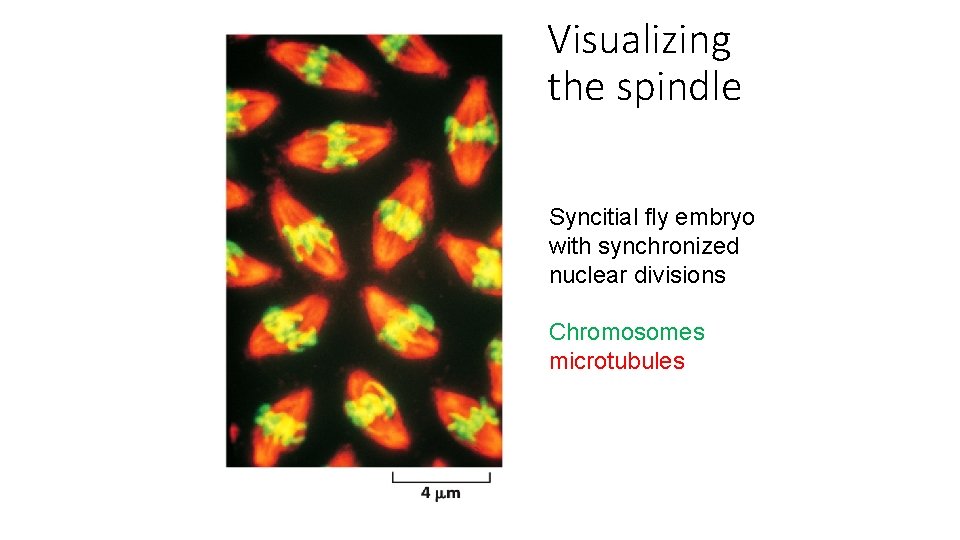 Visualizing the spindle Syncitial fly embryo with synchronized nuclear divisions Chromosomes microtubules 