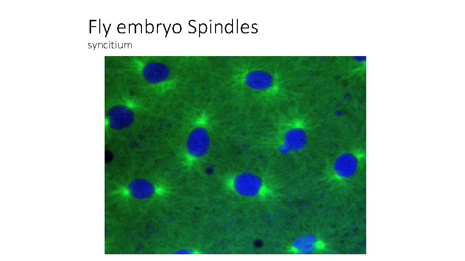 Fly embryo Spindles syncitium 