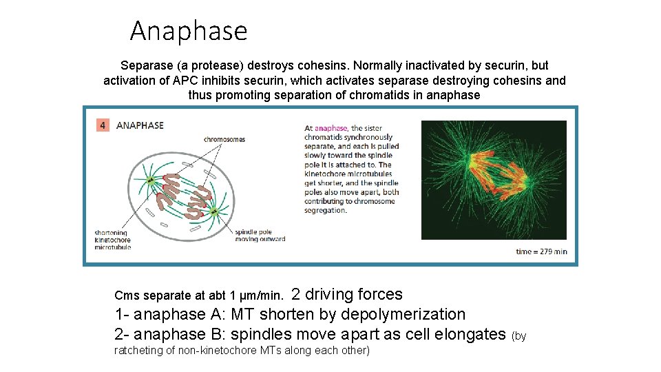Anaphase Separase (a protease) destroys cohesins. Normally inactivated by securin, but activation of APC