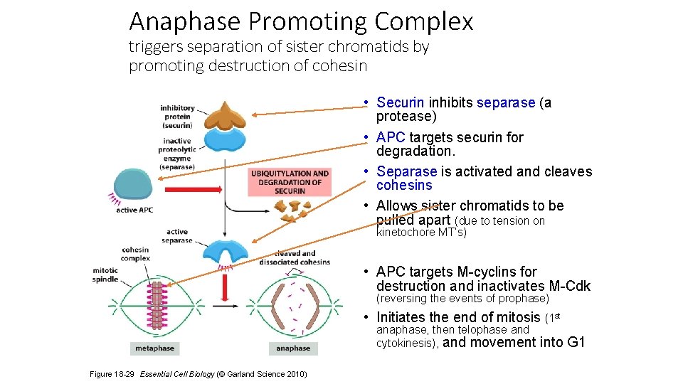 Anaphase Promoting Complex triggers separation of sister chromatids by promoting destruction of cohesin •