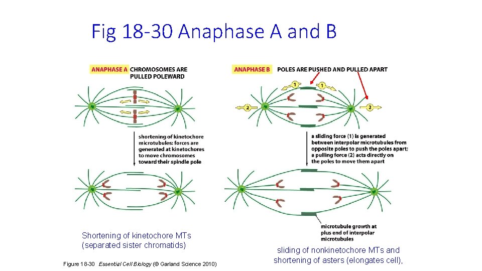 Fig 18 -30 Anaphase A and B Shortening of kinetochore MTs (separated sister chromatids)