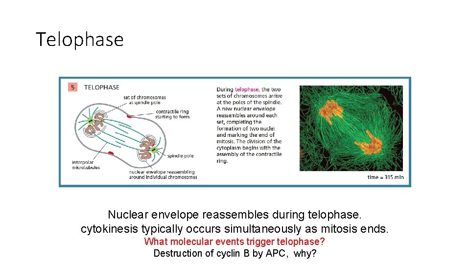 Telophase Nuclear envelope reassembles during telophase. cytokinesis typically occurs simultaneously as mitosis ends. What