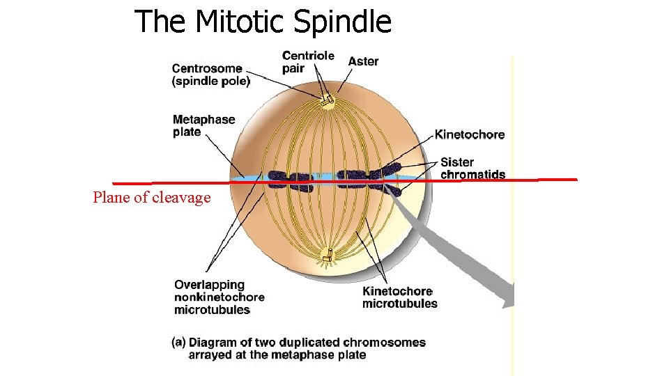 The Mitotic Spindle Plane of cleavage 