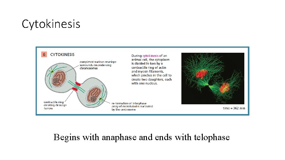 Cytokinesis Begins with anaphase and ends with telophase 