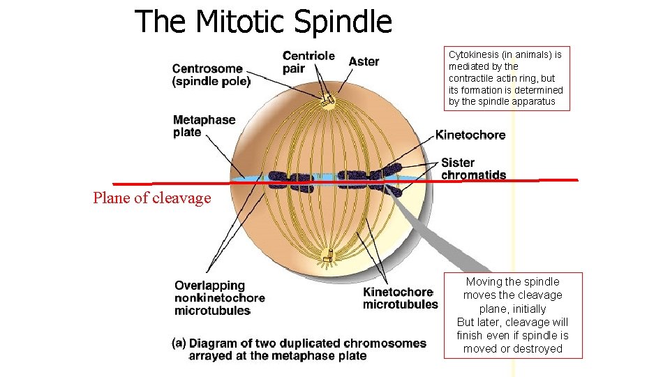The Mitotic Spindle Cytokinesis (in animals) is mediated by the contractile actin ring, but