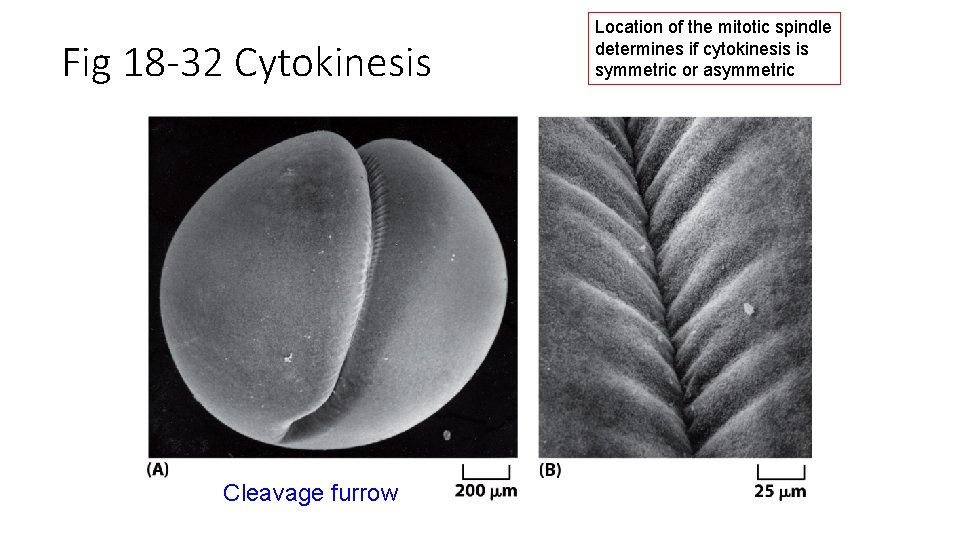 Fig 18 -32 Cytokinesis Cleavage furrow Location of the mitotic spindle determines if cytokinesis