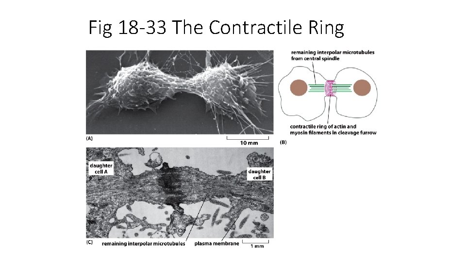 Fig 18 -33 The Contractile Ring 