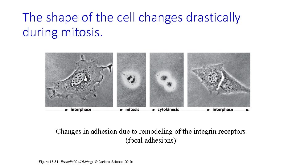 The shape of the cell changes drastically during mitosis. Changes in adhesion due to