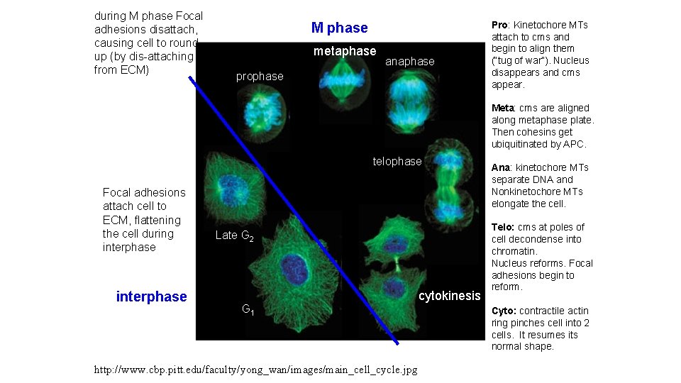 during M phase Focal adhesions disattach, causing cell to round up (by dis-attaching from