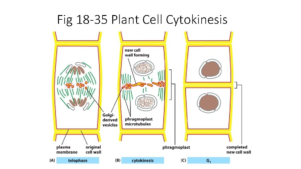 Fig 18 -35 Plant Cell Cytokinesis 