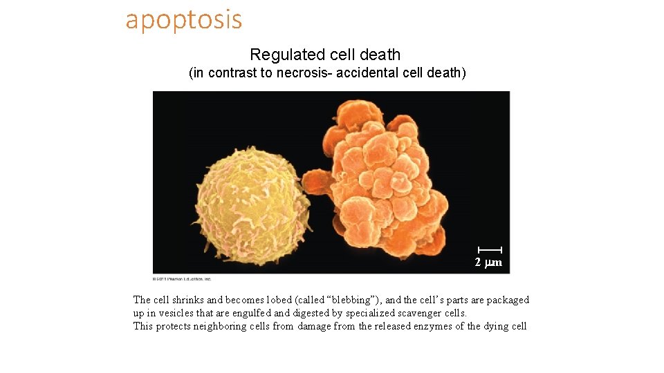 apoptosis Regulated cell death (in contrast to necrosis- accidental cell death) 2 m The