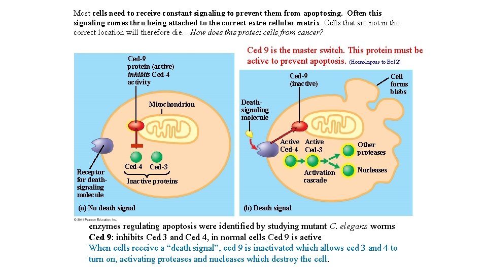 Most cells need to receive constant signaling to prevent them from apoptosing. Often this