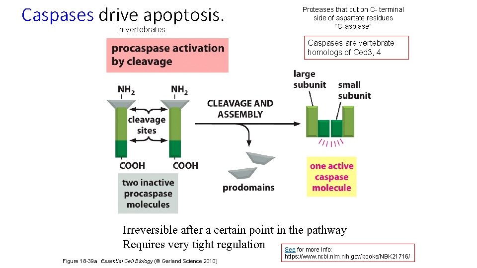 Caspases drive apoptosis. In vertebrates Proteases that cut on C- terminal side of aspartate