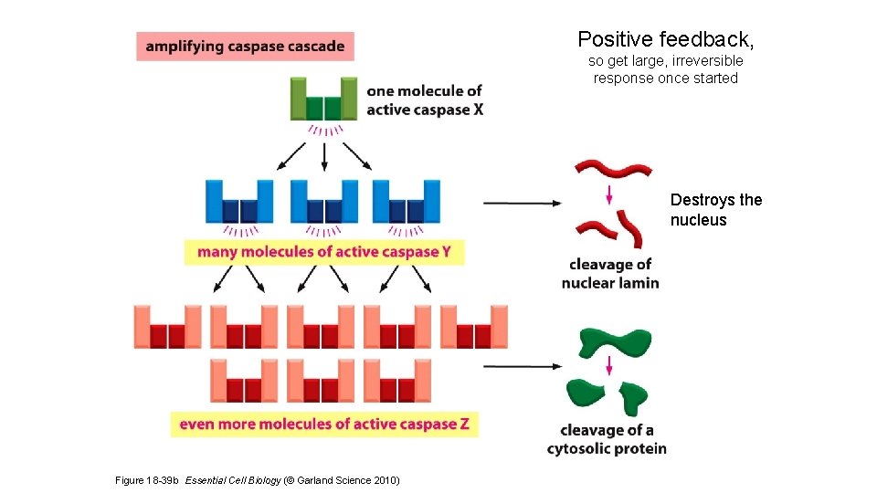 Positive feedback, so get large, irreversible response once started Destroys the nucleus Figure 18