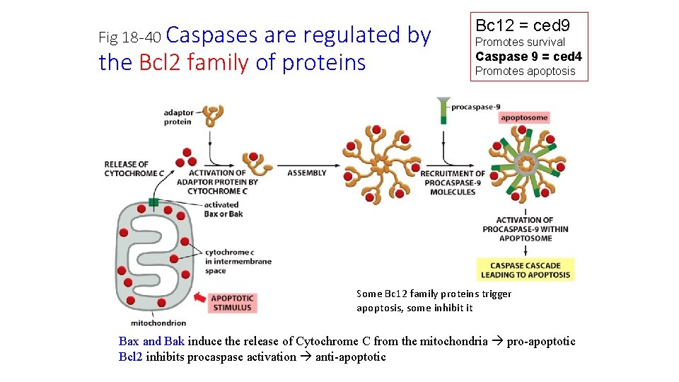 Fig 18 -40 Caspases are regulated by the Bcl 2 family of proteins Bc